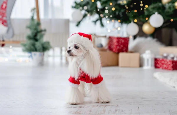 Cão perto da árvore de Natal em casa — Fotografia de Stock