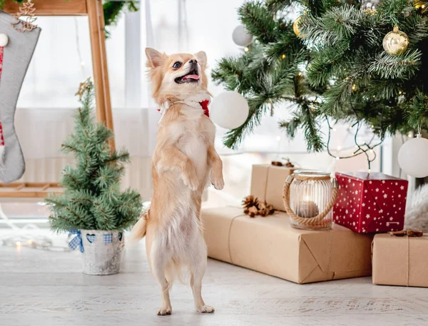 クリスマスツリーの近くの犬家で — ストック写真