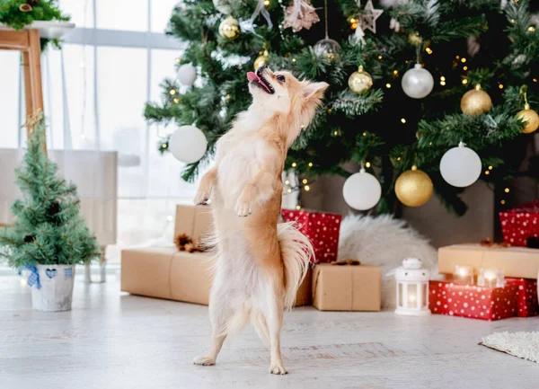 Câine lângă bradul de Crăciun acasă — Fotografie, imagine de stoc