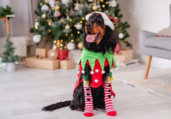 Chien près de l'arbre de Noël à la maison — Photo