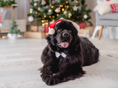 Evdeki Noel ağacının yanındaki köpek.