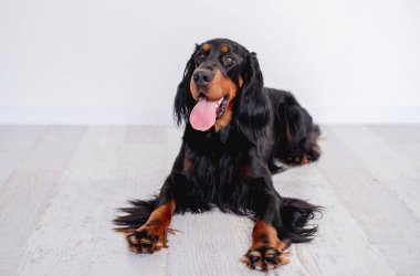 İskoç köpek yerde dinleniyor.