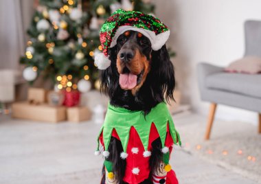 Evdeki Noel ağacının yanındaki köpek.