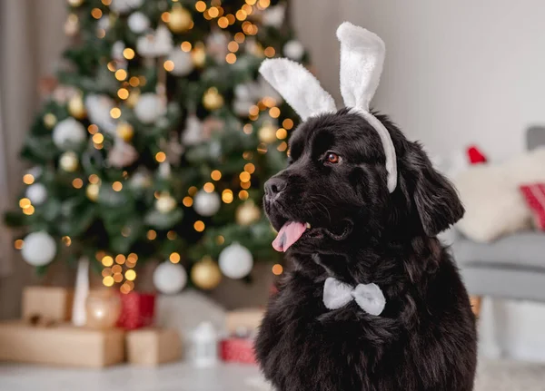 Cão perto da árvore de Natal em casa — Fotografia de Stock