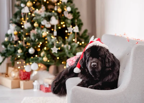 Cão perto da árvore de Natal em casa — Fotografia de Stock