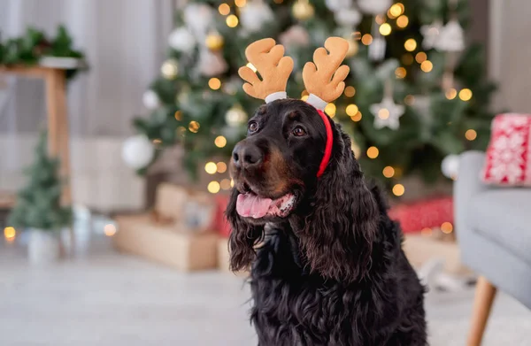 Cão perto da árvore de Natal em casa — Fotografia de Stock