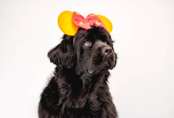 Newfoundland hund bär ljusa båge båge båge — Stockfoto