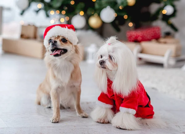 クリスマスツリーの横にChihuahuaとマルチーズの犬 — ストック写真