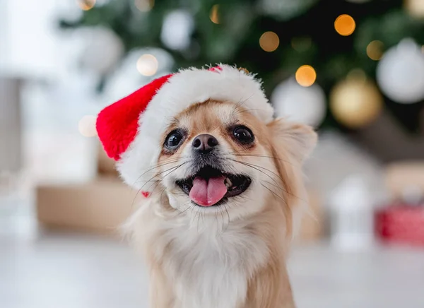 Chihuahua-Hund mit Weihnachtsmütze neben Weihnachtsbaum — Stockfoto