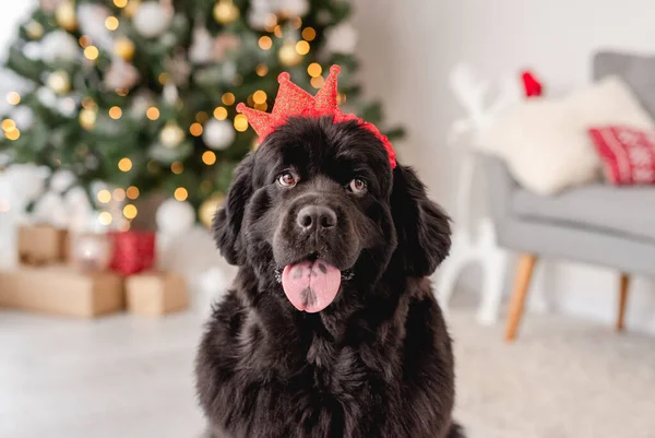 Newfoundland cão vestindo aro coroa em casa — Fotografia de Stock