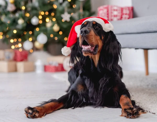 Cão cão setter escocês em santa hat — Fotografia de Stock