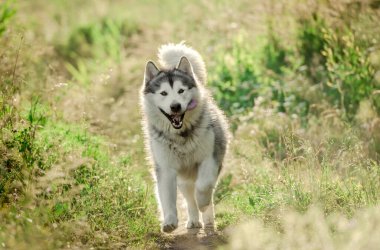 Güneşli tarlada çalışan Alaska Malamute 'u