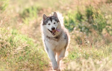 Güneşli tarlada çalışan Alaska Malamute 'u