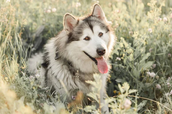 Malamute de Alaska sentado de lado en la hierba — Foto de Stock