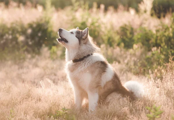 Любимая собака сидит на летнем лугу — стоковое фото