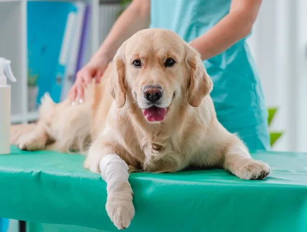 Veteriner kliniğinde Golden retriever köpek muayenesi — Stok fotoğraf