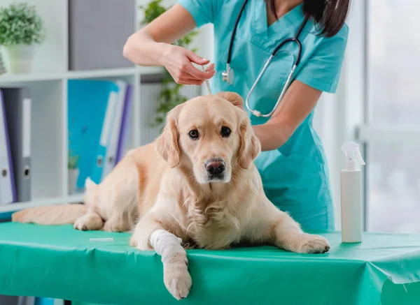 Golden retriever cão na clínica veterinária — Fotografia de Stock