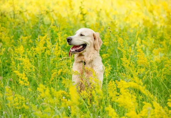 Çiçekli çayırlarda koşan güzel köpek. — Stok fotoğraf