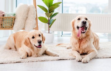 Mendil takan bir çift Golden retriever.