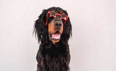Güneş gözlüğü takan İskoç köpek.