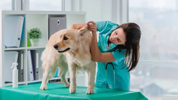 Veteriner kliniğinde Golden retriever köpek muayenesi — Stok fotoğraf