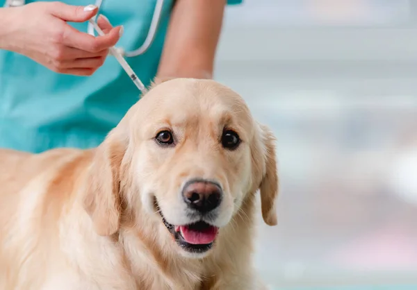 Golden retriever dog in veterinary clinic — Stock Photo, Image