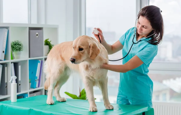 Golden retriever cão na clínica veterinária — Fotografia de Stock