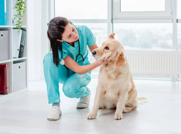 Golden retriever köpeğinin veterinerle incelenmesi — Stok fotoğraf