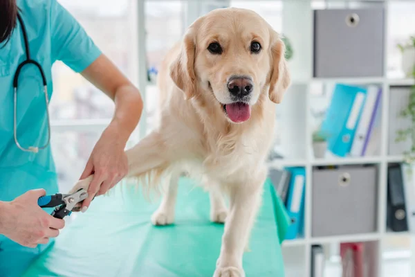 Veterinarian cutting claws of golden retriever dog — Stock Photo, Image