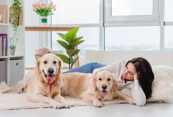 Golden retriever perros junto a chica — Foto de Stock