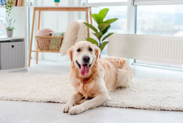 Golden retriever liggend op lichte vloer — Stockfoto