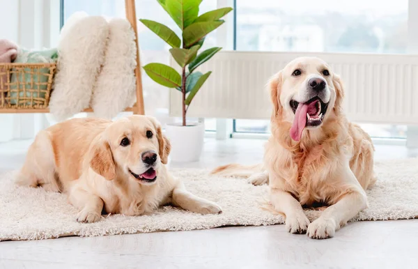 Par av golden retriever med näsdukar — Stockfoto