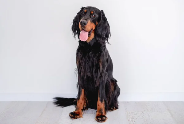 Cane setter scozzese con lingua fuori in casa — Foto Stock