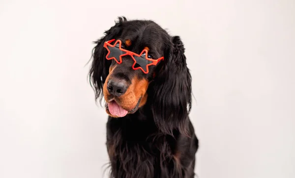 Scottish setter dog wearing sunglasses — Stock Photo, Image