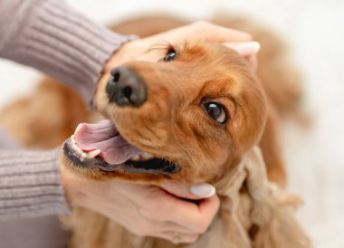 İngiliz cocker spaniel dog evde