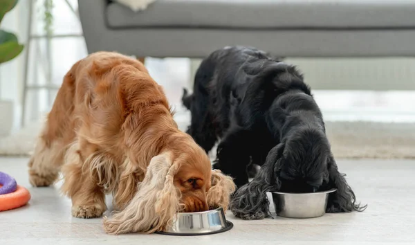 İngiliz cocker spaniel köpekleri evde — Stok fotoğraf
