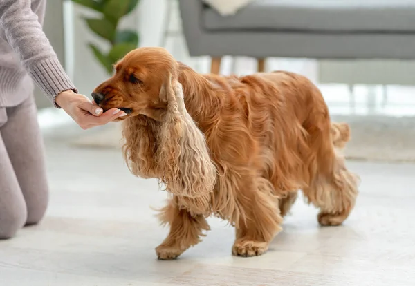 Engelska cocker spaniel hund hemma — Stockfoto