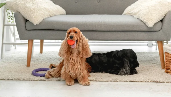 Inglês cocker spaniel cães em casa — Fotografia de Stock