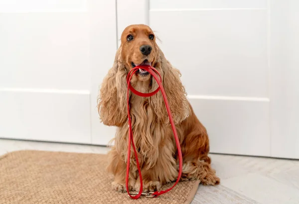 Engelska cocker spaniel hund hemma — Stockfoto