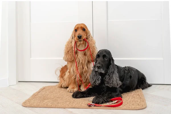Английский кокер-спаниель собак дома — стоковое фото