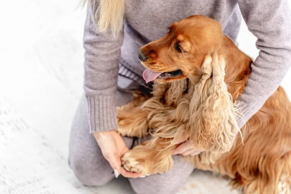 Inglês cocker spaniel cão em casa — Fotografia de Stock