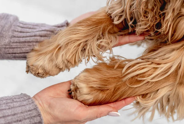 Engelska cocker spaniel hund hemma — Stockfoto