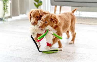 Evde bir çift köpek yavrusu var.
