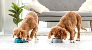 Evde bir çift köpek yavrusu var.
