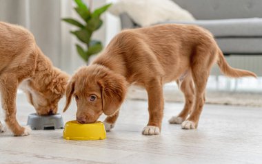 Evde bir çift köpek yavrusu var.