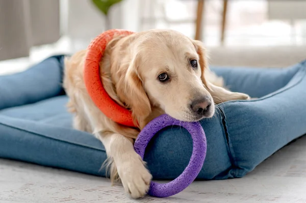 Golden retriever hund hemma — Stockfoto