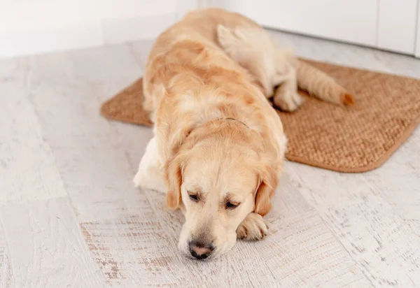 Golden retriever köpeği evde. — Stok fotoğraf