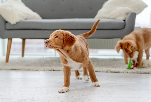 Een paar Toller puppy 's thuis — Stockfoto