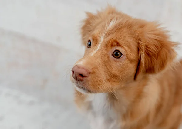 Toller cachorro divertirse en casa —  Fotos de Stock