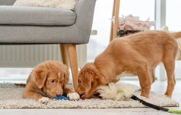 Coppia di cuccioli toller a casa — Foto Stock